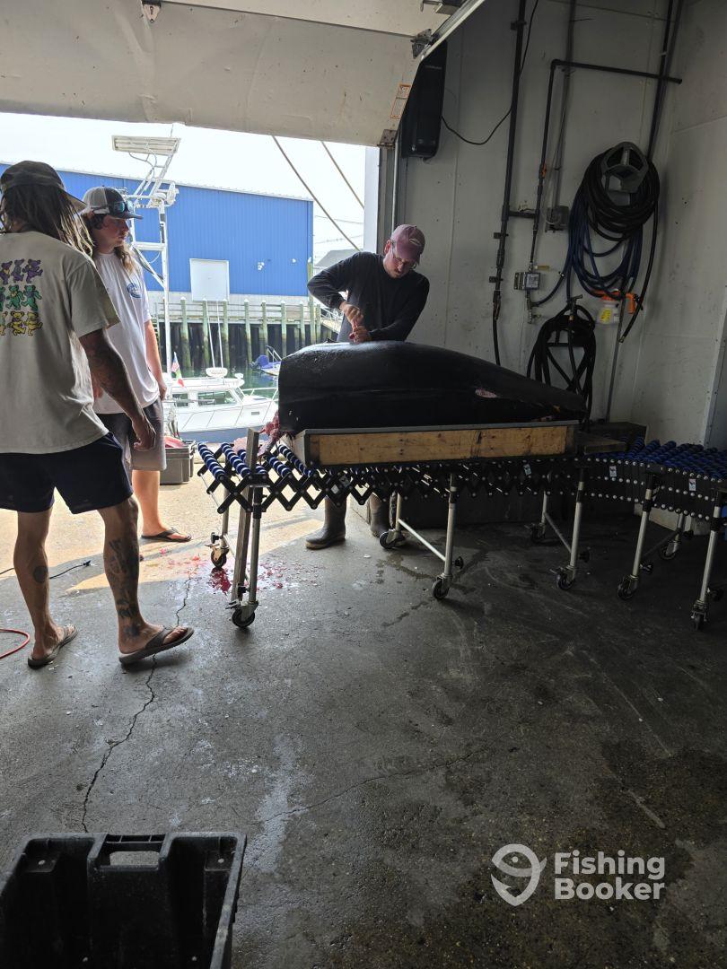 600 pound 112" Bluefin Tuna