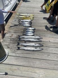 A variety of fish including Mahi Mahi and Barracuda displayed neatly on a dock after a successful fishing trip.