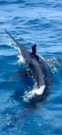 A majestic marlin breaches the surface of the water, showcasing its impressive size and agility during a deep-sea fishing adventure.