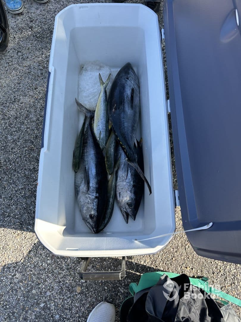 A cooler filled with various fish, including several blackfin tuna and mahi-mahi, resting on the dock after a successful fishing trip.