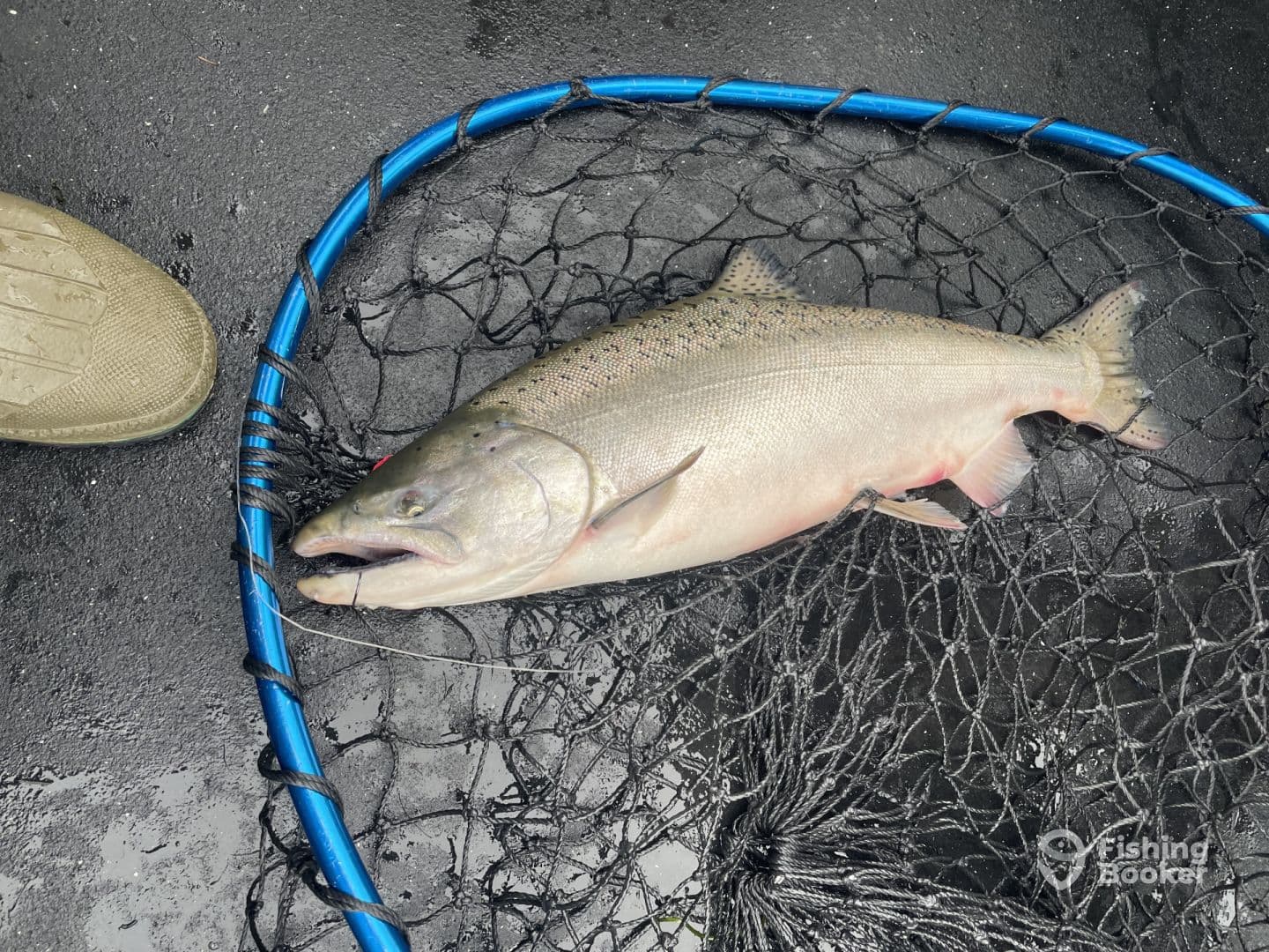 A freshly caught trout resting in a net, showcasing the catch from a recent fishing trip.
