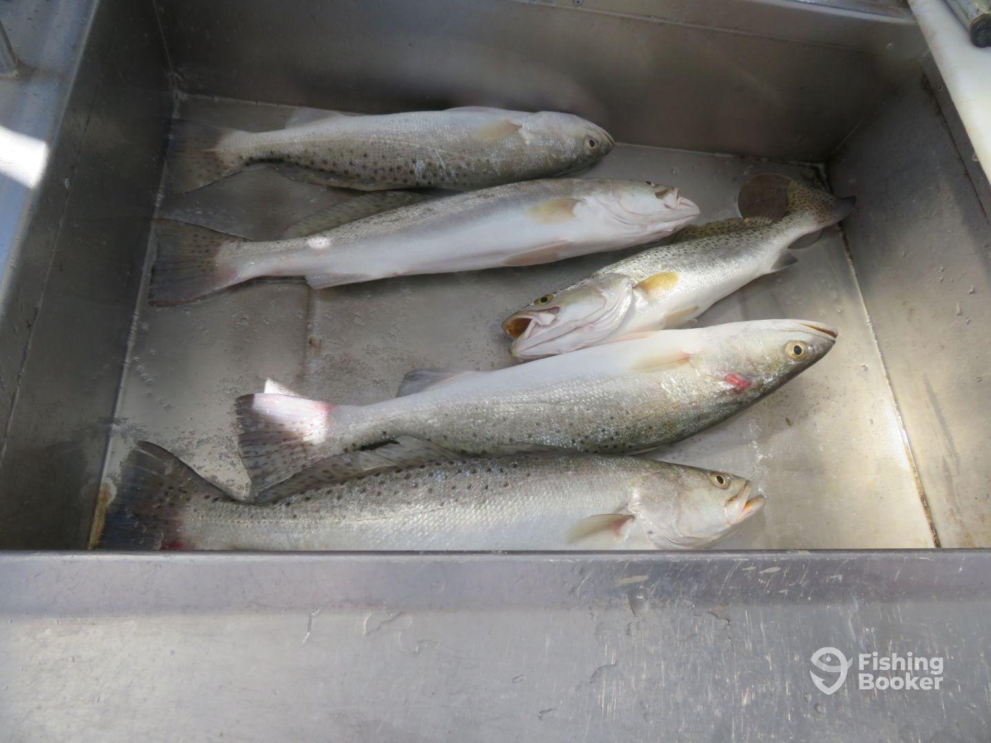 A collection of freshly caught Speckled Trout displayed in a cleaning station, showcasing a successful fishing trip.