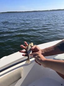 A young angler proudly displaying a small fish while fishing on a boat, showcasing a fun day on the water.