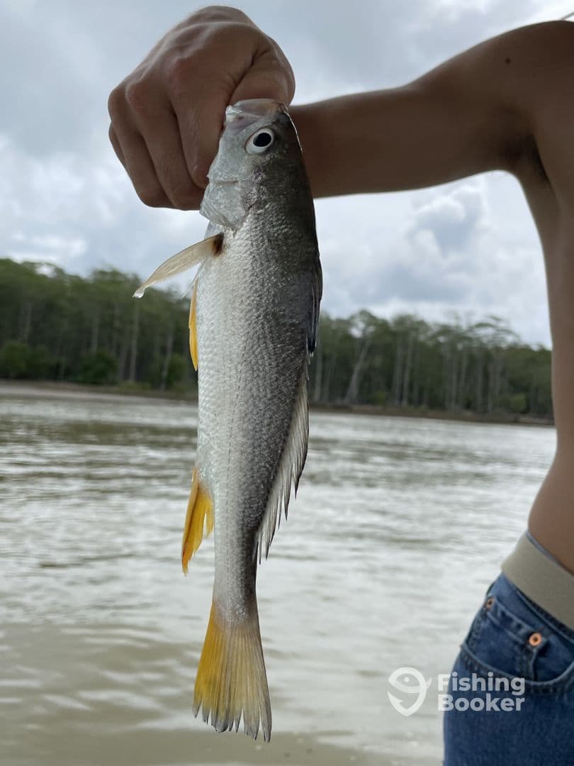 A young angler proudly displaying a Silver Perch against a backdrop of lush greenery during a fishing trip.