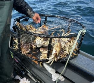 A fisherman retrieving a basket filled with freshly caught crabs while on a boat in a coastal fishing environment.