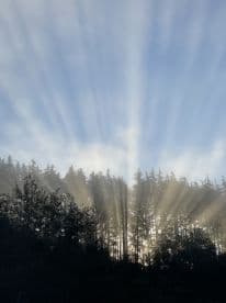A serene landscape featuring sun rays piercing through a dense forest, creating a mystical atmosphere.