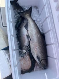 A cooler filled with freshly caught salmon, resting on a boat deck, showcasing a successful fishing trip.
