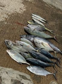 A variety of fish including Yellowfin Tuna and Mahi Mahi laid out on a dock after a successful fishing trip.
