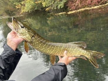 An angler proudly displaying a Northern Pike caught during a serene fishing trip on a calm river.