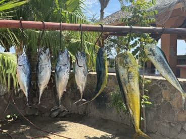 A vibrant display of freshly caught fish, including several Mahi Mahi and Tuna, hanging on a rack surrounded by tropical foliage.