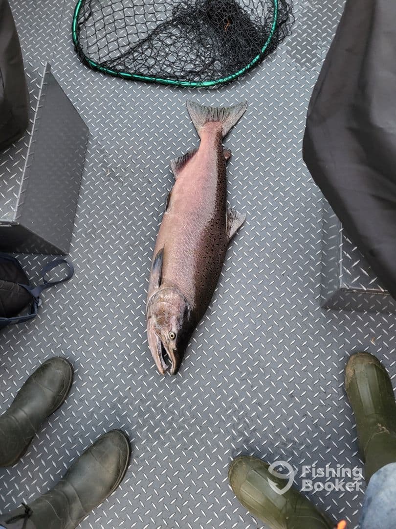 A large Salmon displayed on the deck of a fishing boat, showcasing a successful catch during a fishing trip.