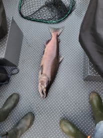 A large Salmon displayed on the deck of a fishing boat, showcasing a successful catch during a fishing trip.
