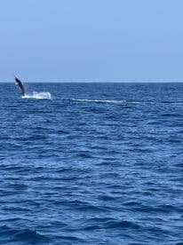 A majestic Marlin leaps out of the water, showcasing its strength during a deep-sea fishing adventure.