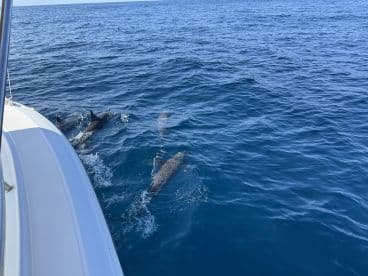 A scenic view of dolphins swimming alongside a boat in clear blue waters, showcasing the beauty of marine life during a fishing trip.