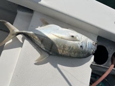 A freshly caught fish, likely a Jack Crevalle, displayed on the deck of a fishing boat, showcasing the catch from a recent fishing trip.