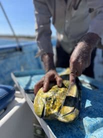 An angler filleting a vibrant Mahi Mahi on the deck of a boat, showcasing the catch in a sunny fishing environment.