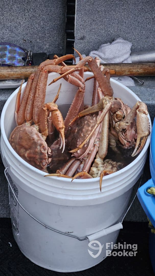 A bucket filled with freshly caught crabs, showcasing a successful day of crabbing on the water.