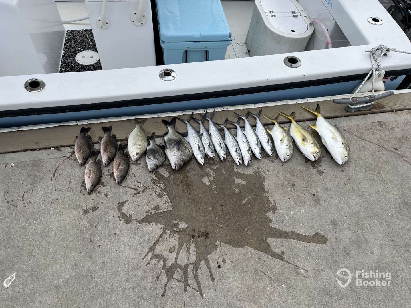 A variety of fish including Snapper and Mackerel neatly laid out on a dock, showcasing a successful fishing trip.