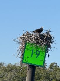 An osprey perched on a nest atop a green marker in a coastal environment, showcasing local wildlife.