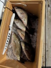 A selection of freshly caught fish, including Snapper, stored in a cooler filled with ice, ready for processing after a successful fishing trip.
