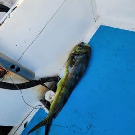 A vibrant Mahi Mahi laid out on the blue deck of a fishing boat, showcasing the catch from a recent fishing trip.