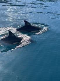 Two dolphins swimming in clear blue waters, showcasing the beauty of marine life.
