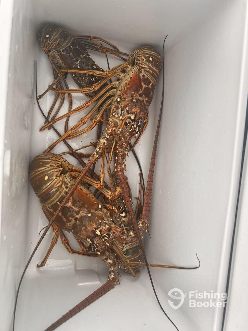 Amazing Lobster and Conch trip