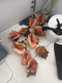 A collection of conch shells displayed on the deck of a boat, showcasing a successful day of conch harvesting.