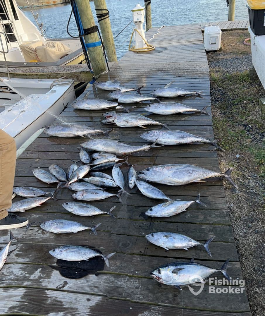 A variety of fish, including several species of tuna, laid out on a dock after a successful fishing trip.