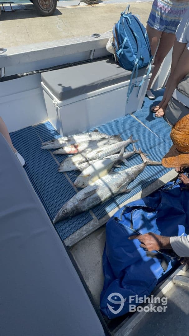 A variety of fish, including King Mackerel, laid out on the deck of a fishing boat, showcasing a successful catch during a day on the water.