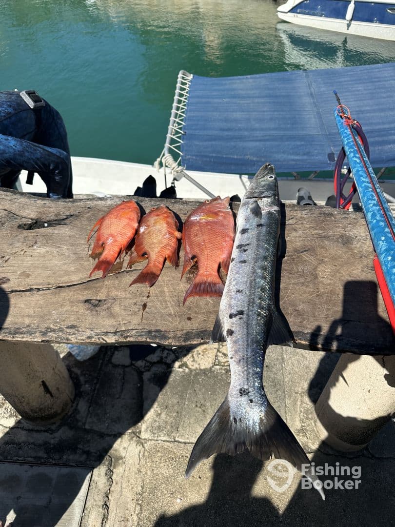 A selection of freshly caught fish, including Snapper and Barracuda, displayed on a wooden table at the dock, showcasing a successful fishing trip.