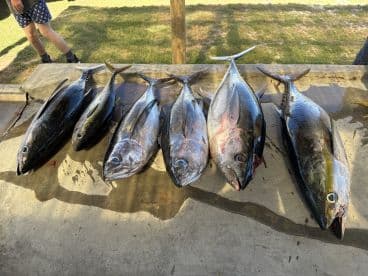 A selection of six freshly caught fish displayed on a cleaning table, showcasing a successful fishing trip.