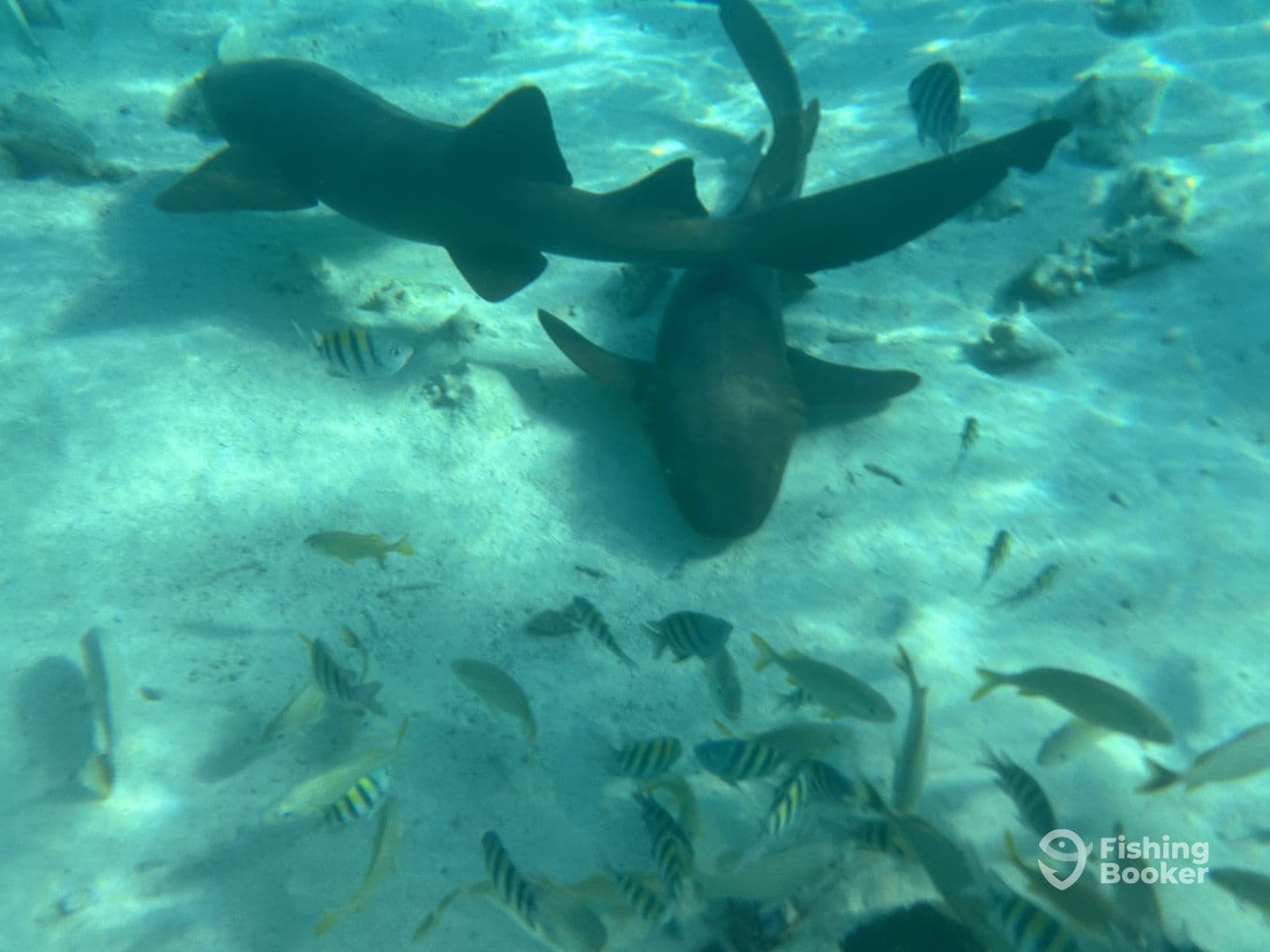 Underwater scene featuring sharks and various fish species in a sandy marine environment.