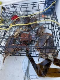 A crab trap filled with various crabs on the deck of a fishing boat, showcasing a successful crabbing trip.