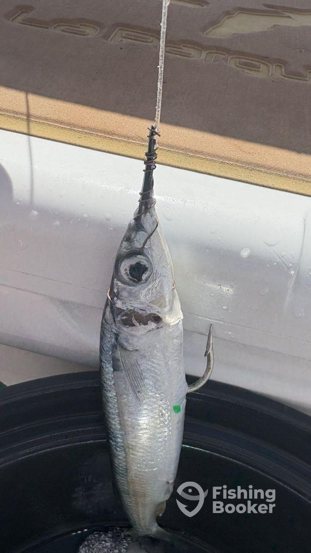 Everything = 100% !!!