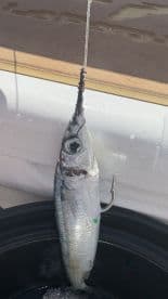 A fish is shown on a hook, but the image lacks clarity and context, making it difficult to identify the species or fishing environment.