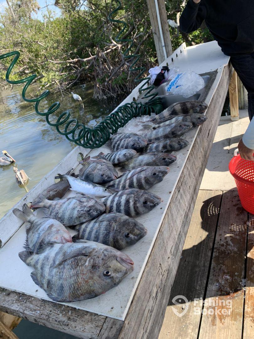 Smashed sheepshead 
