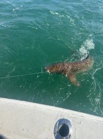 A large shark is being reeled in during an exciting fishing trip, showcasing the thrill of deep-sea fishing.