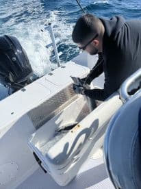 An angler is preparing to store a catch in a cooler while out on the water, showcasing a typical offshore fishing experience.
