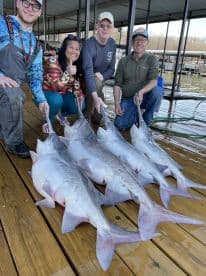 A group of four anglers proudly displaying their catch of large catfish on a dock, showcasing a successful fishing trip.