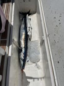 Two large King Mackerel stored in a cooler on a fishing boat, showcasing a successful offshore fishing trip.