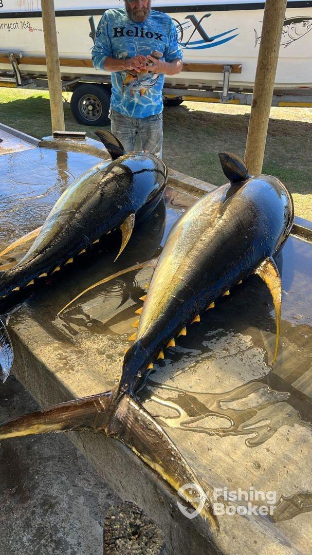 Two large Yellowfin Tuna displayed on a cleaning table at a dock, showcasing a successful fishing trip.