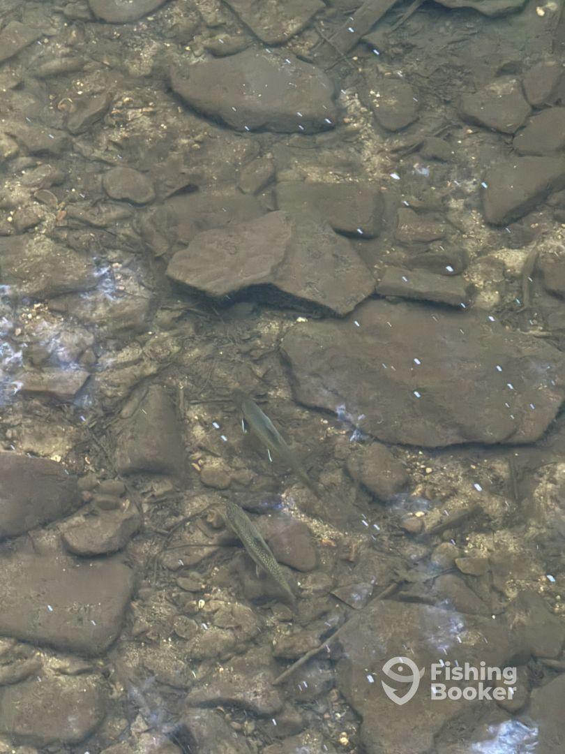 Brook trout 