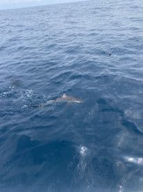 A shark is seen swimming near the surface while fishing offshore, showcasing the excitement of deep-sea fishing.