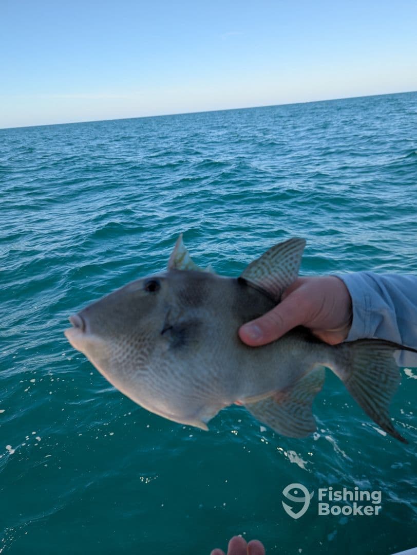 Angler holding a Triggerfish while fishing in clear blue waters, showcasing a successful catch during a saltwater fishing trip.