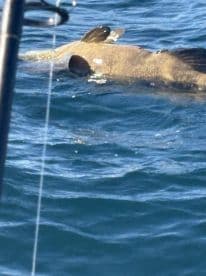 A large fish is seen breaking the surface of the water, showcasing an exciting moment during a fishing trip.