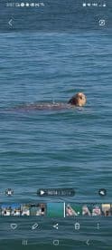 A sea turtle swimming in clear waters, showcasing the natural marine environment.