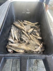 A large cooler filled with ice and multiple Speckled Trout, showcasing a successful fishing trip at a dock.