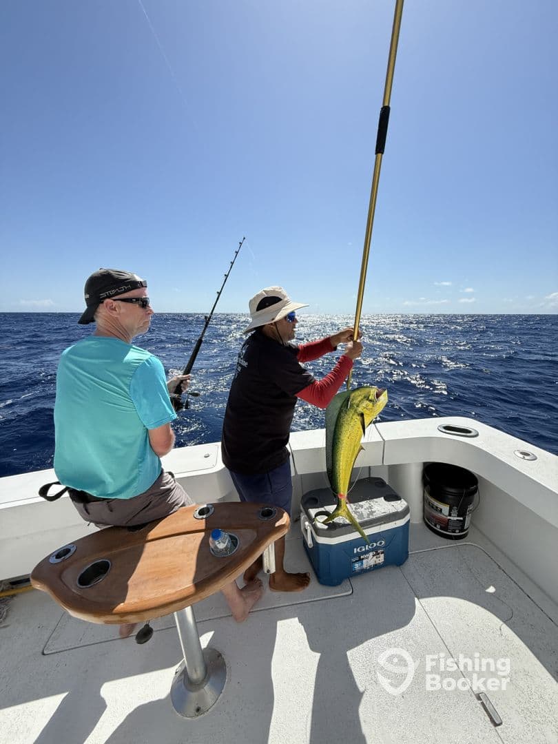 Two anglers actively fishing on a boat, with one reeling in a vibrant Mahi-Mahi in open waters.