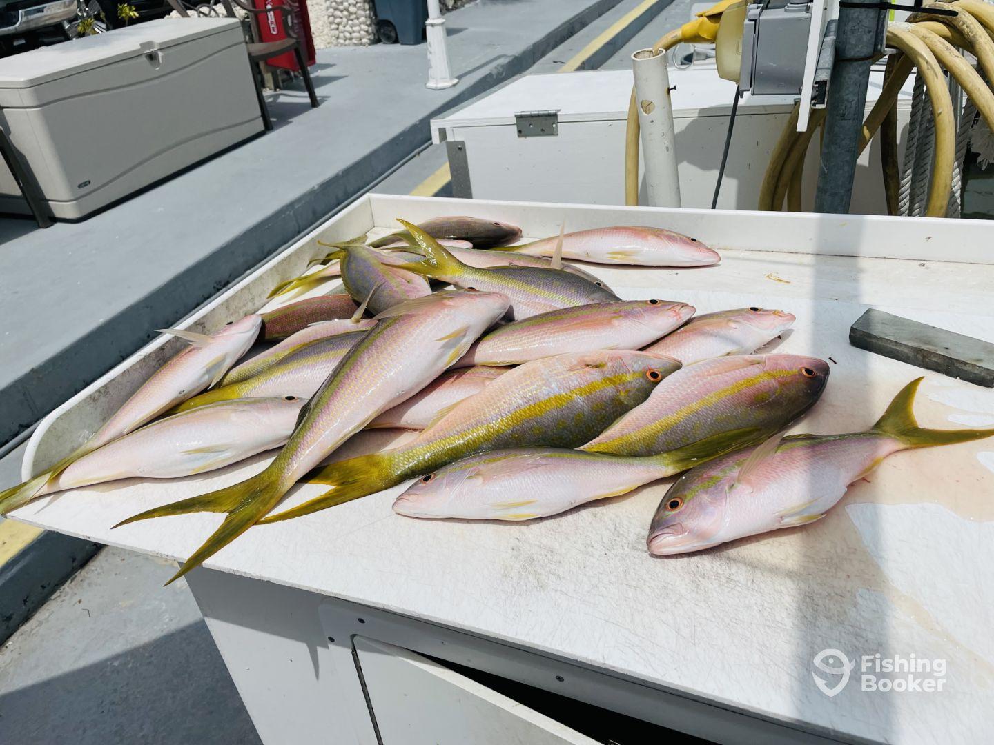 Great Captain, and great charter 